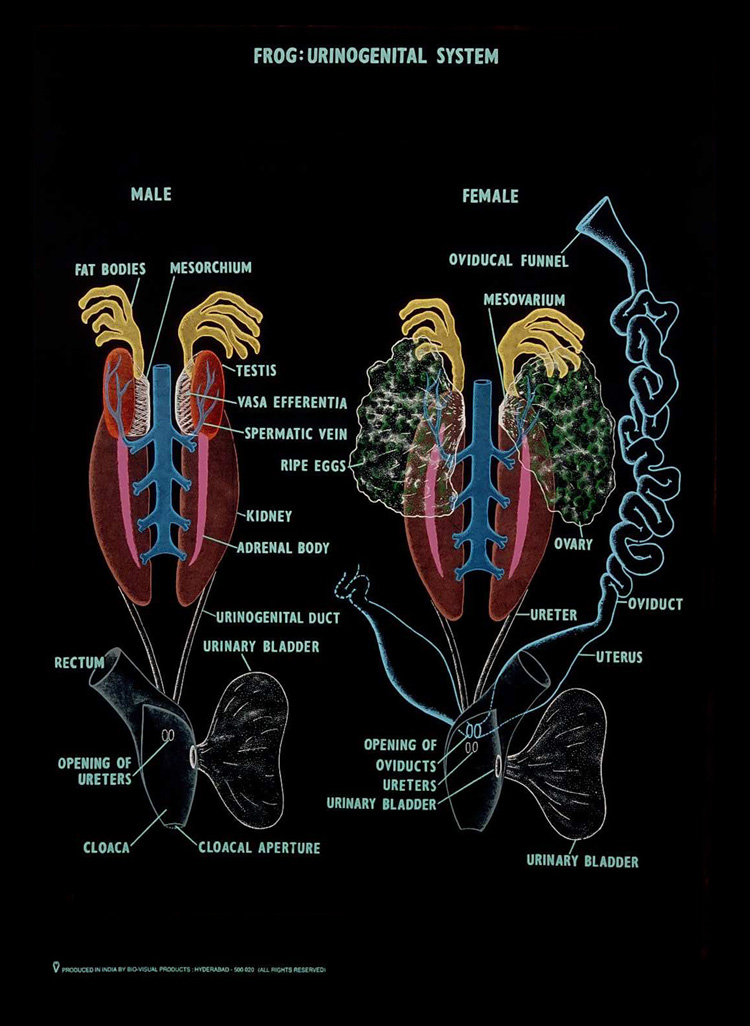 Anatomy and Physiology